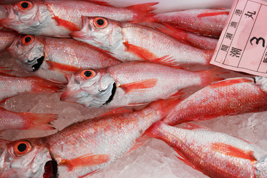 間瀬の魚がやってきた 新潟市岩室観光施設いわむろや 新潟市西蒲区