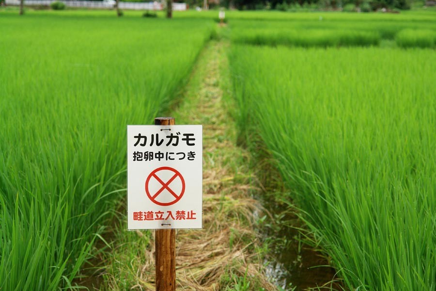 田んぼの奇跡 - 新潟市岩室観光施設いわむろや（新潟市西蒲区）
