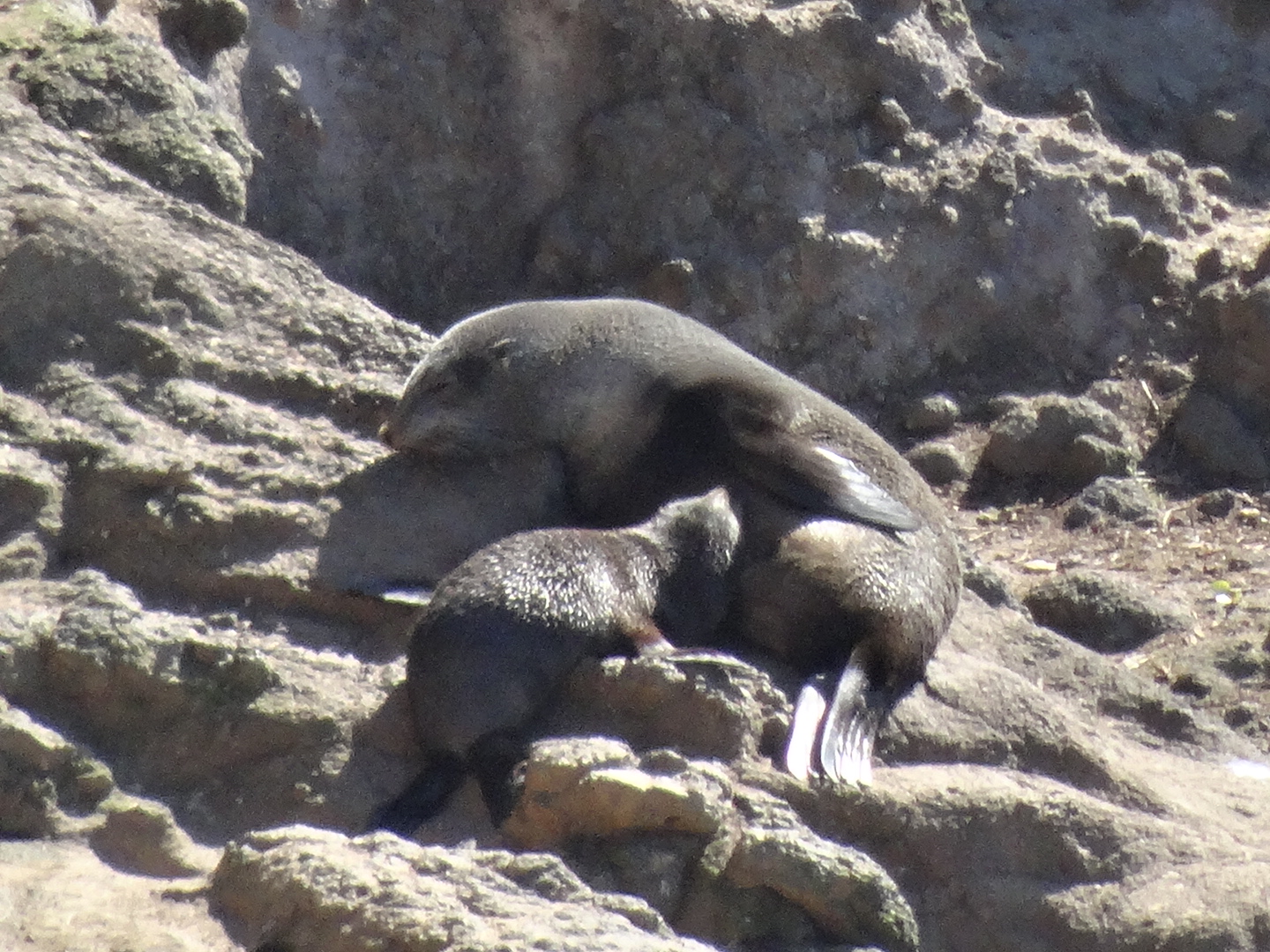 4.4. Furseals