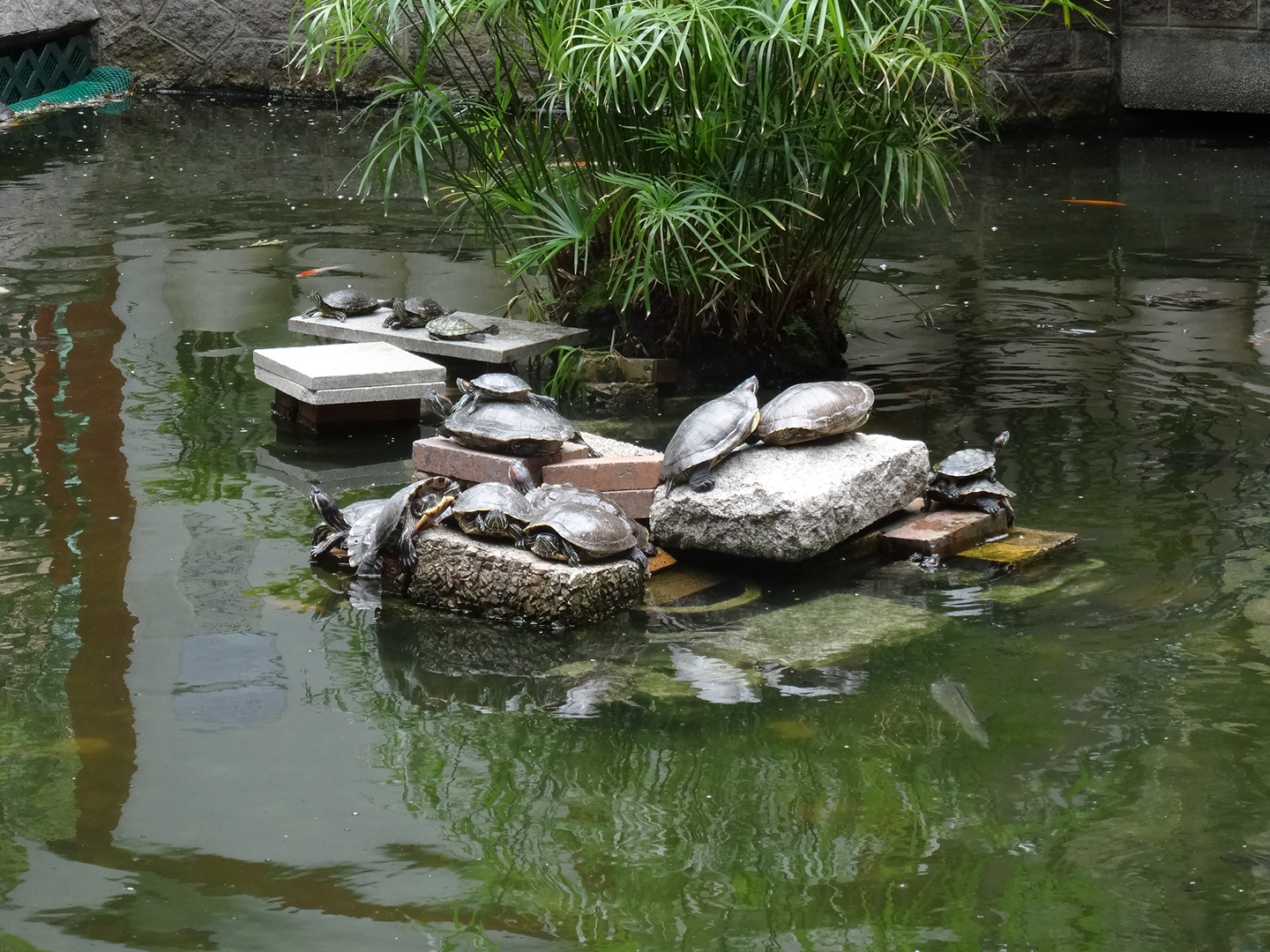 2.6. Wasserschildkröten