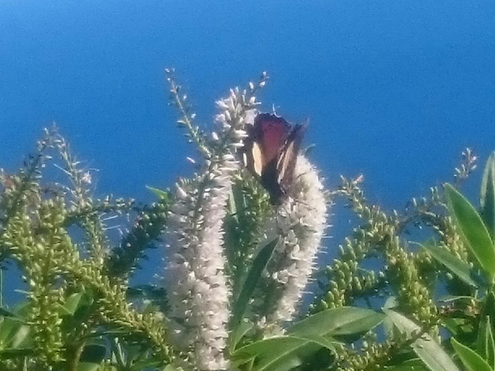 18.4. Butterfly
