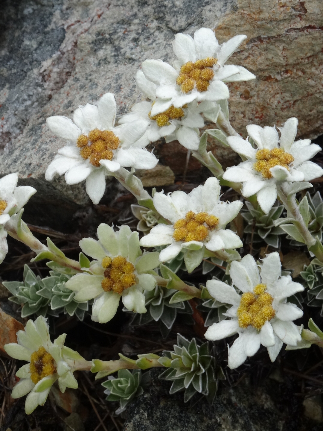 21.1. Mit schönen Blumen