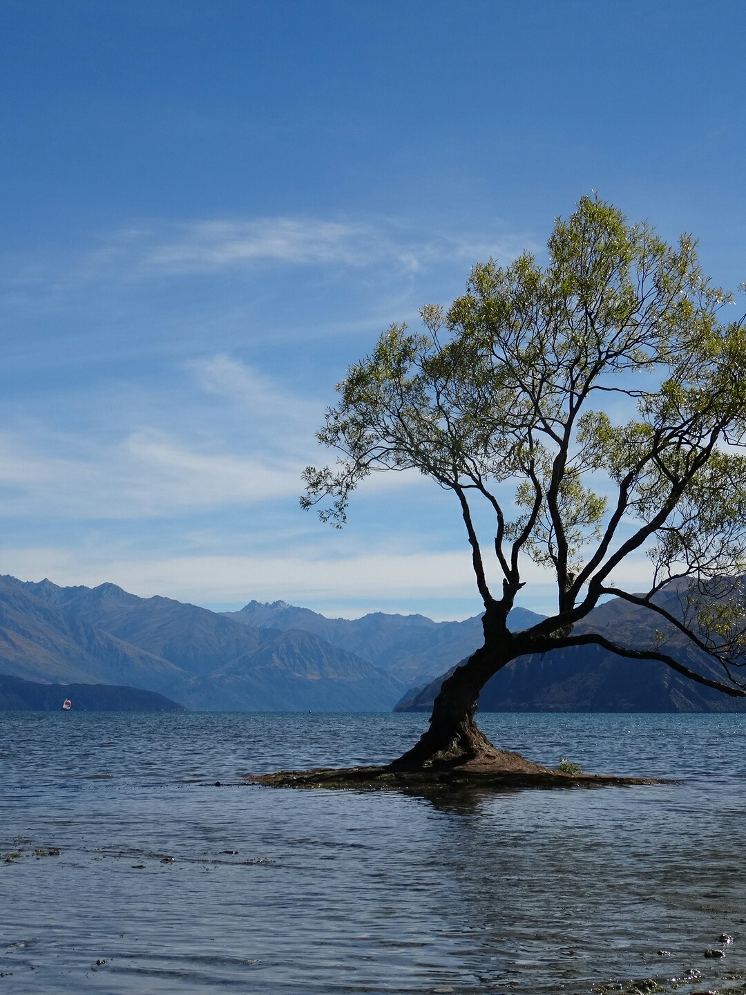 10.3. Baum im See