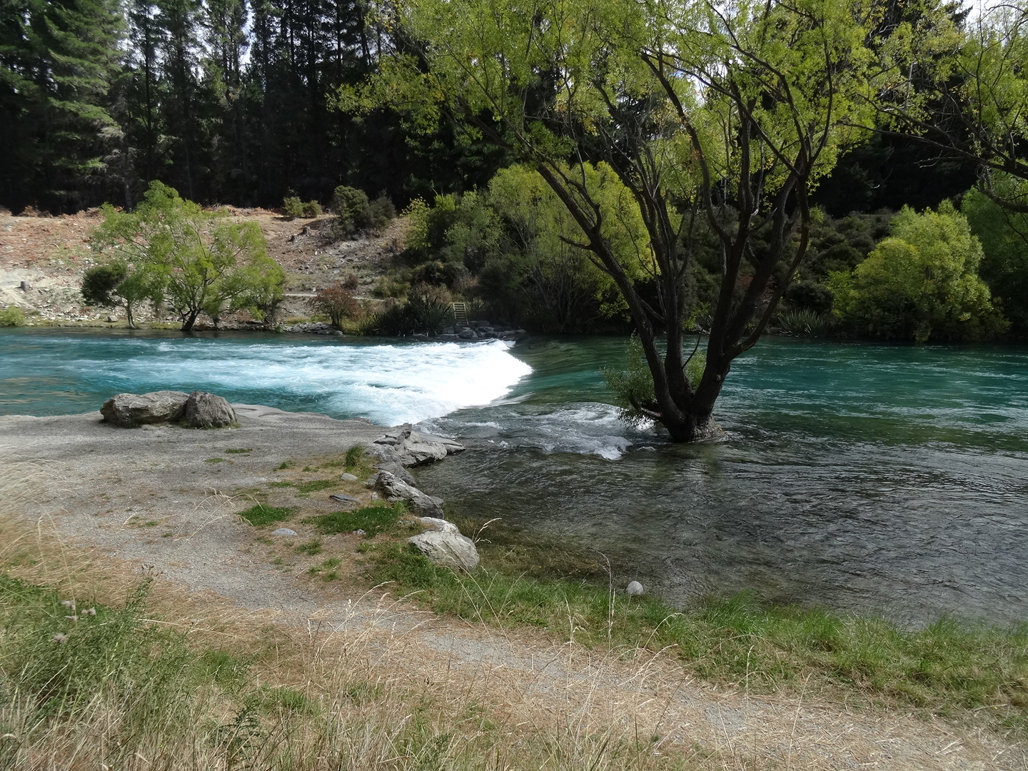 7.3. Baum im Wasserbad