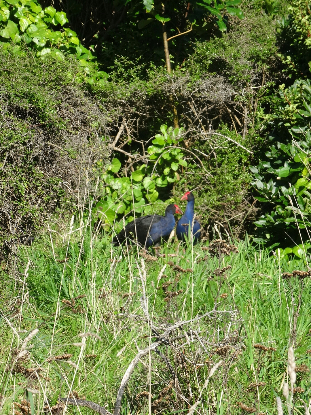 18.4. Pukeko