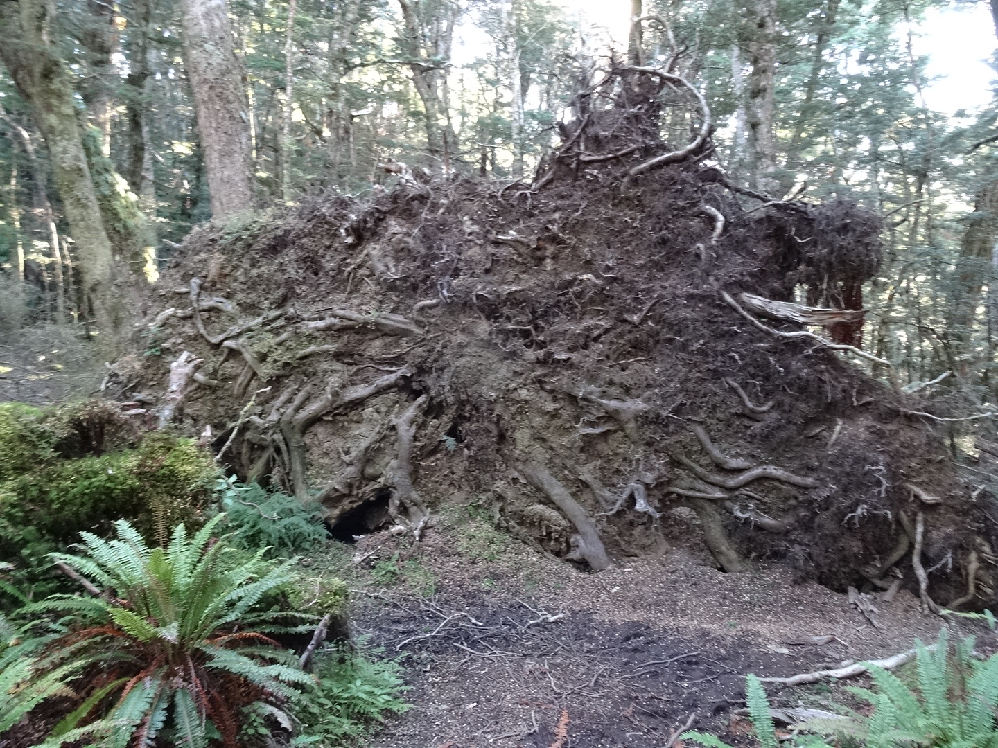 24.3. Entwurzelter Baum