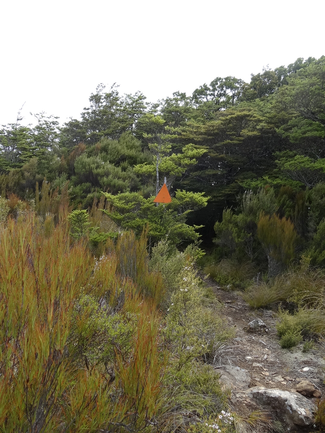15.1. Wiedereintritt in den Urwald