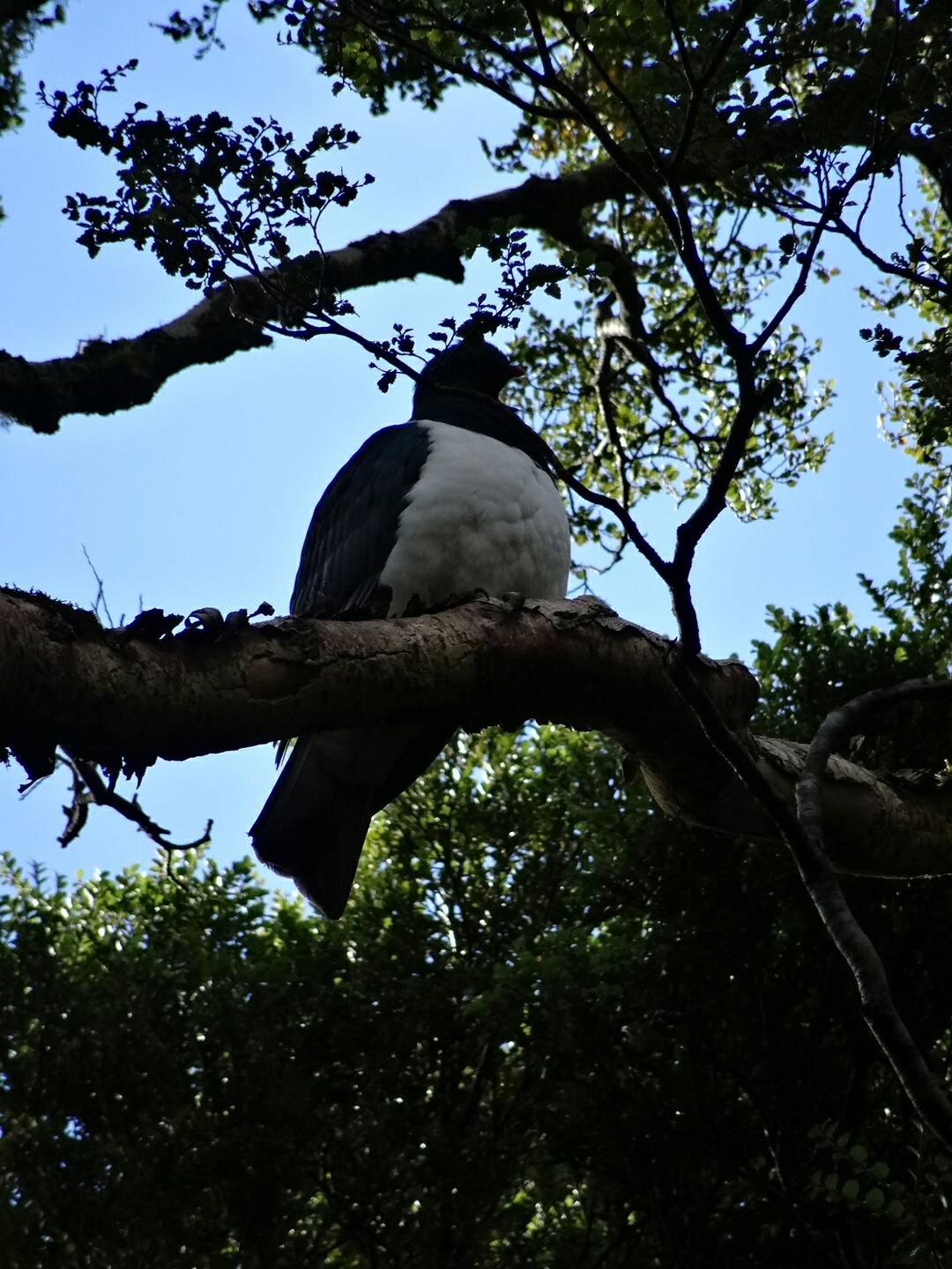 23.3. Unbekannter Vogel