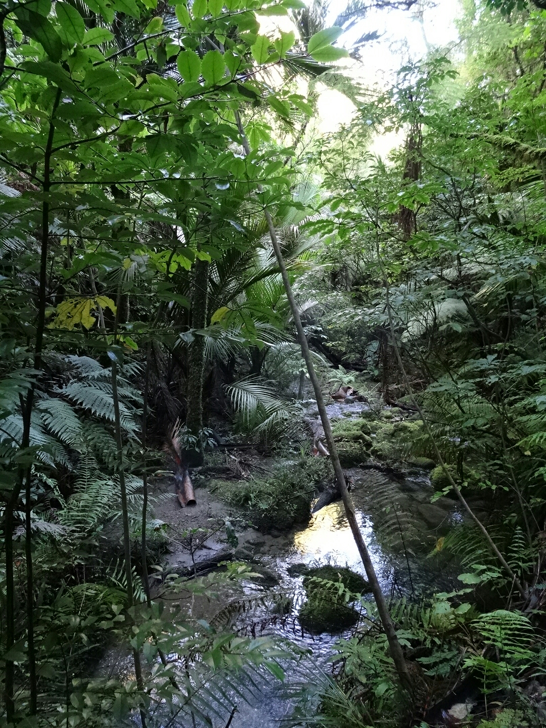 4.5. Morere Sping Bush Walk