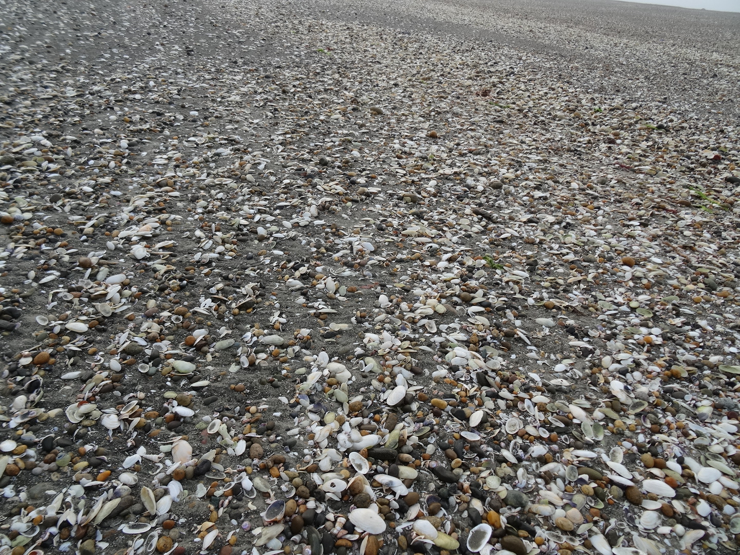 30.3. Über Muscheln