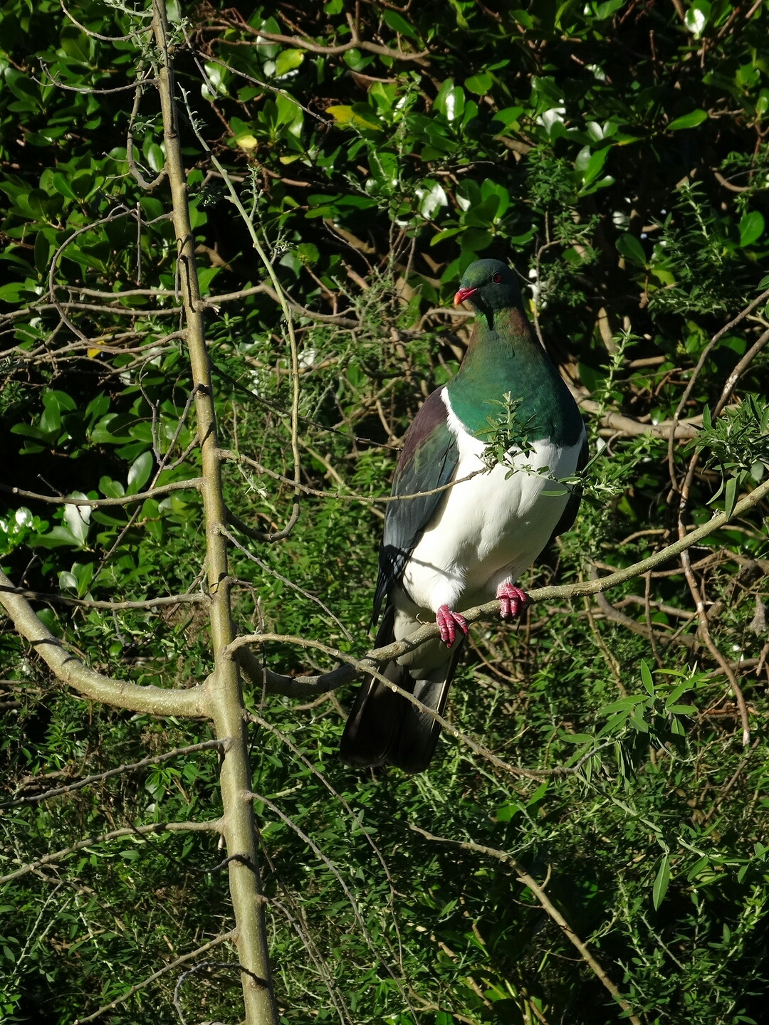18.4. New Zealand Pigeon