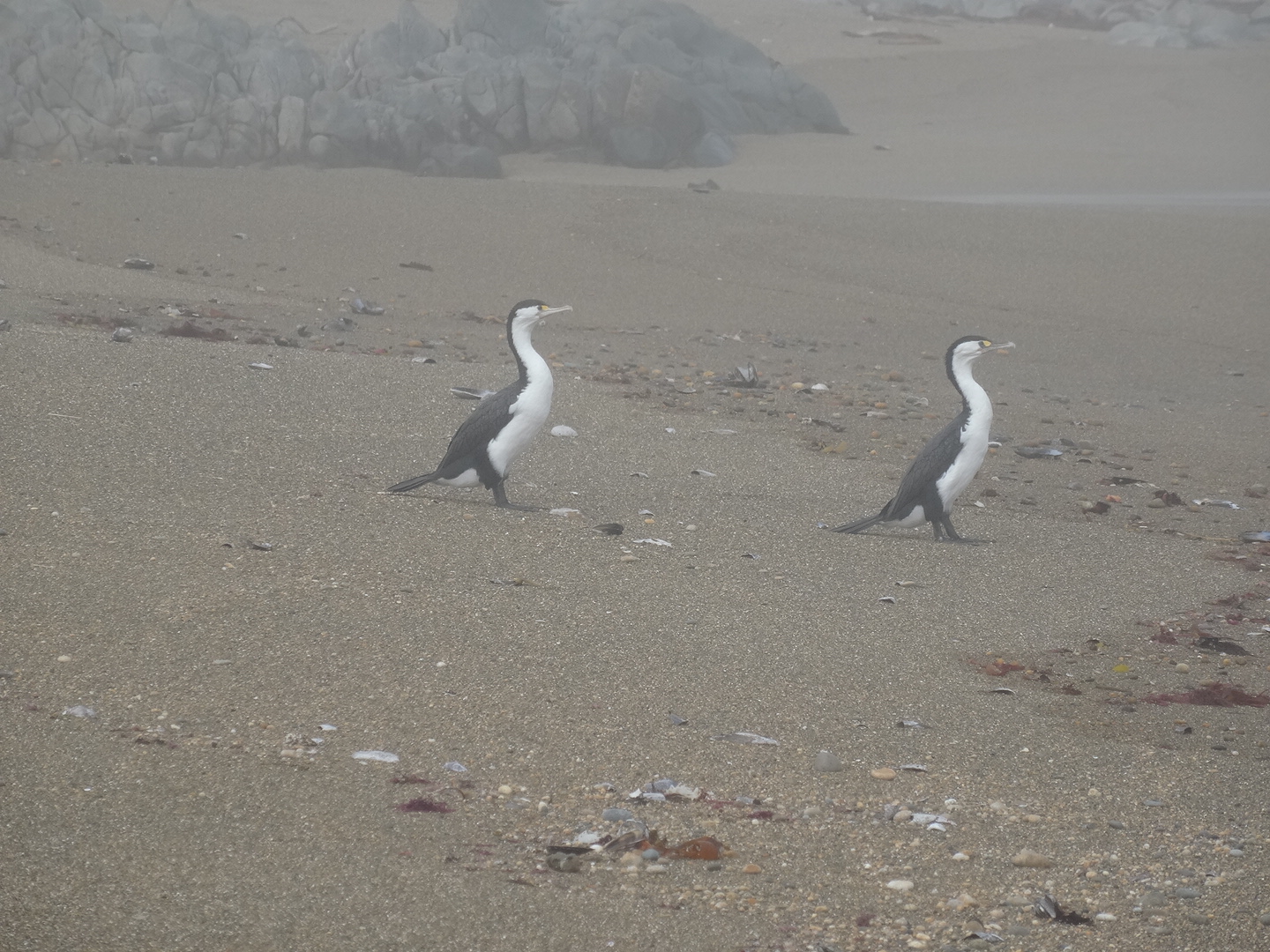 29.3. Strandgefieder 1