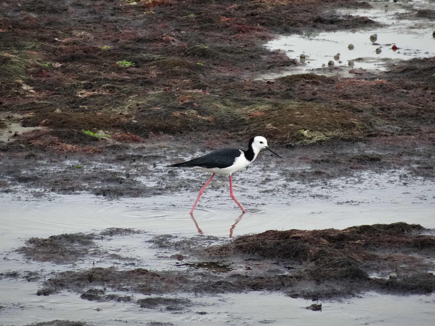 31.3. Noch mehr Wildlife
