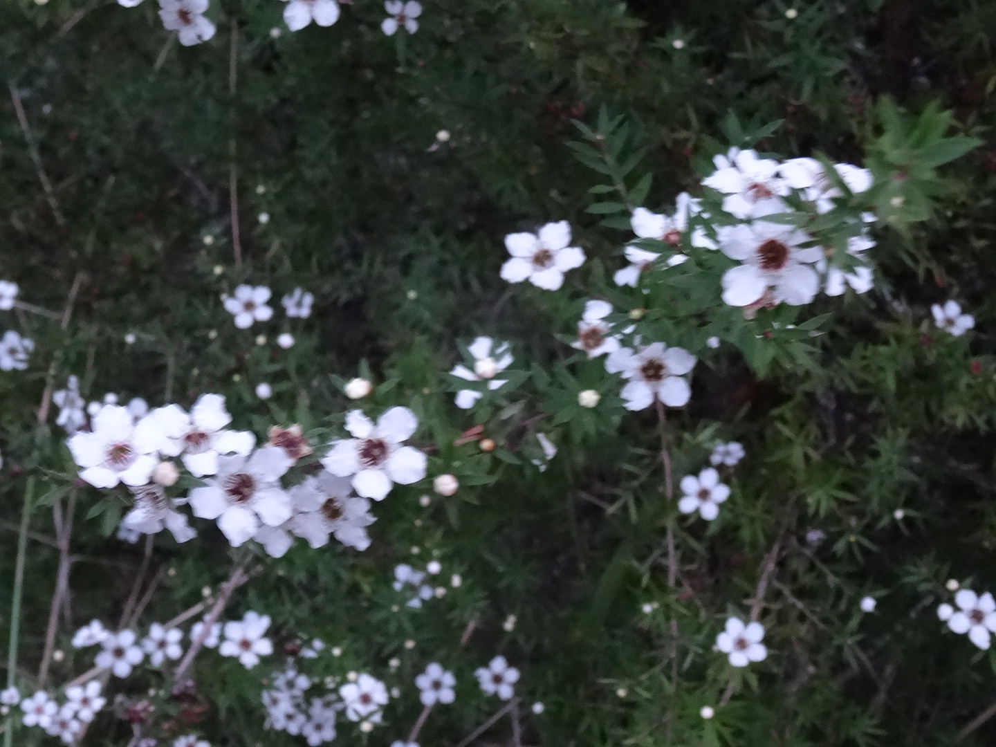 15.5. Manuka
