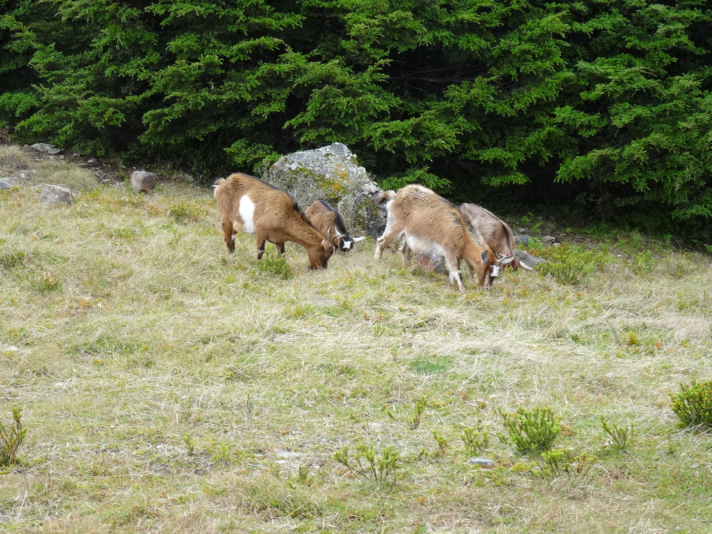 23.1. Die Geissen der Rintoul Hut
