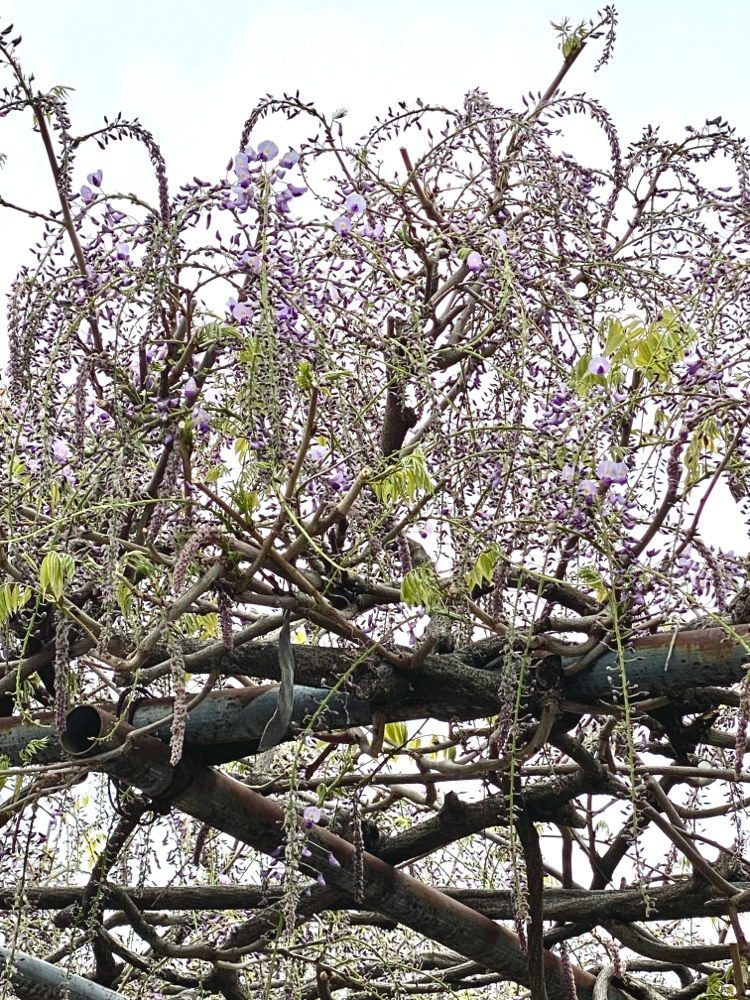 令和7年　藤の花