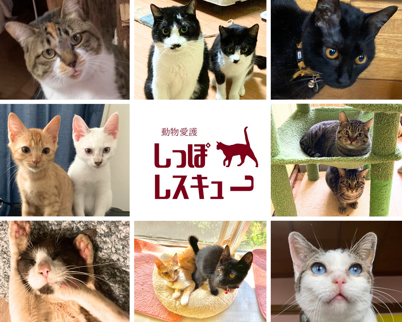 動物愛護団体 - しっぽレスキュー