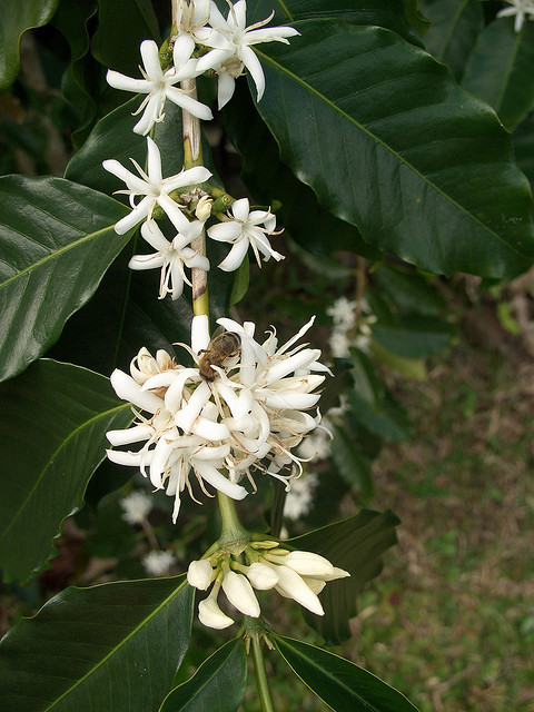ハワイでは１月～３月頃に、コーヒーの木にこのような白い花が咲きます。