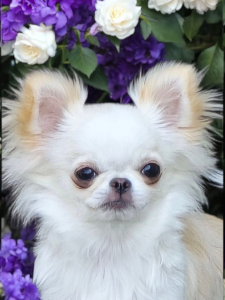 Soraya, Chihuahua LH, white Husky, geb. 15.7.2024