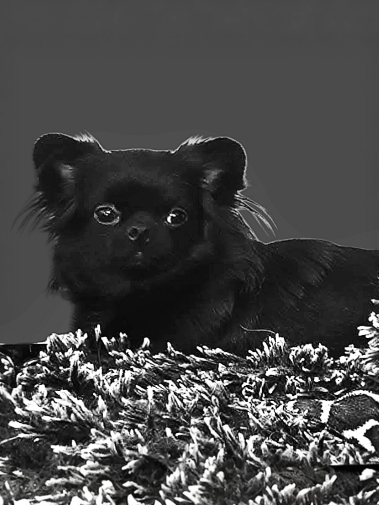 Maja, Chihuahua LH, black, geb. 10.2.2021