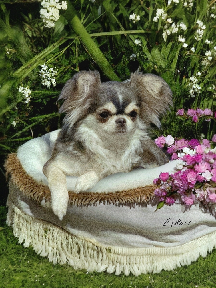 Leilani, Chihuahua LH, Husky blue-grey, geb. 15.7.2024 