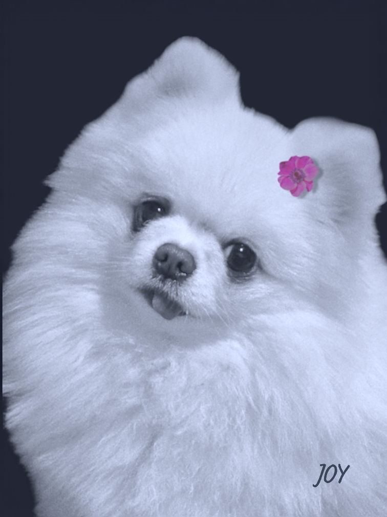 Joy, Pomeranian white, geb. 28.12.2021 