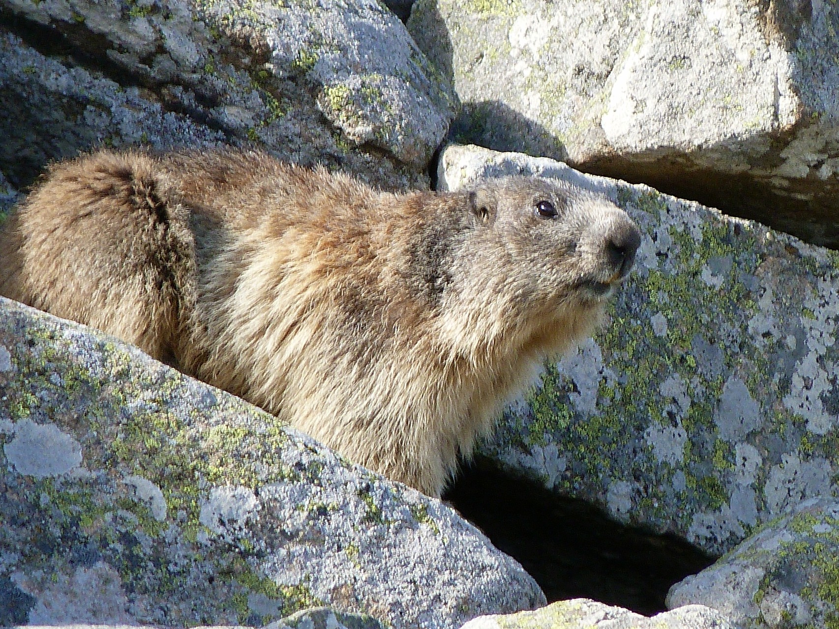 Marmotte à l'affût