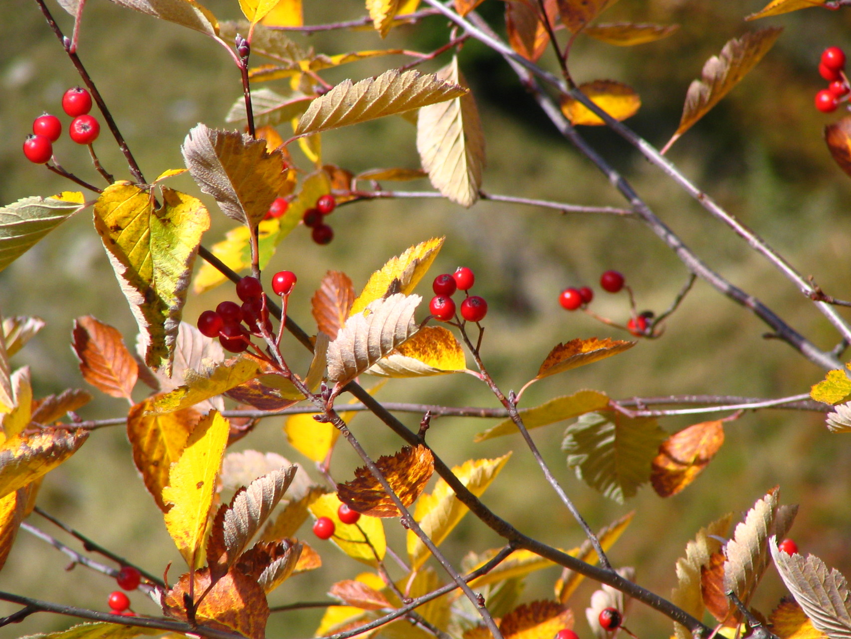 Couleurs d'Automne