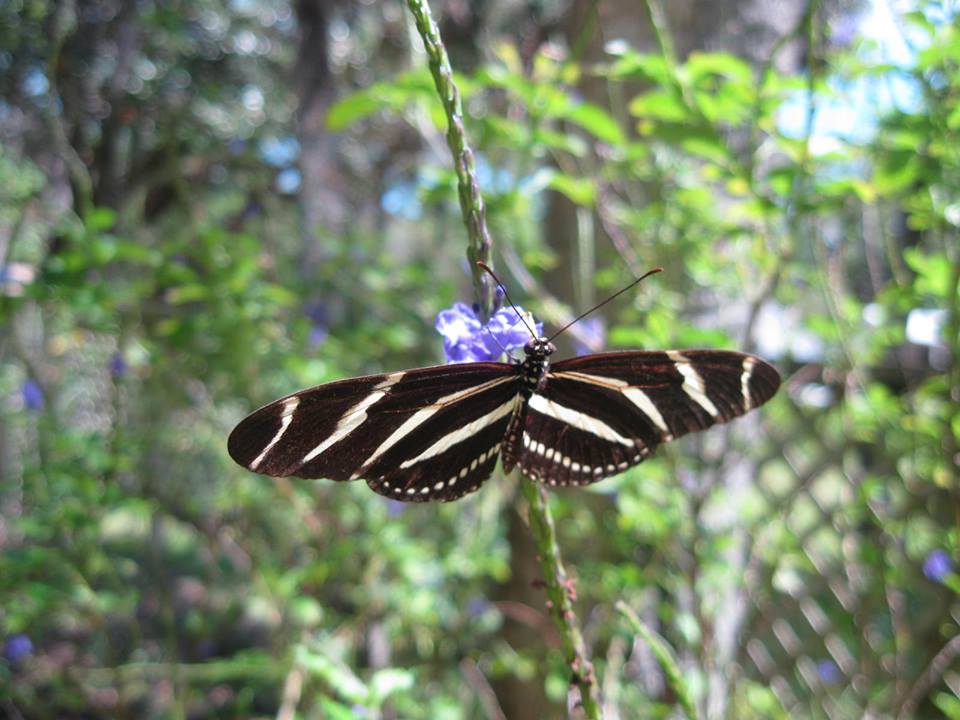 Scales Lawn Service scaleslawnservice