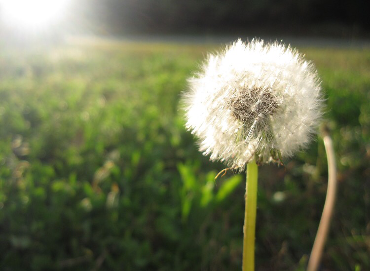 Scales Lawn Service scaleslawnservice