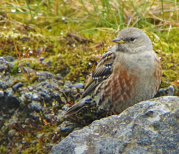 Alpenbraunelle