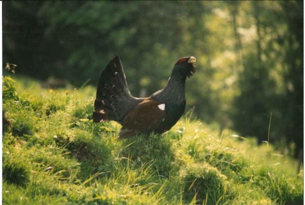 Auerhuhn, Muotathal, (Foto: Patrik Suter)