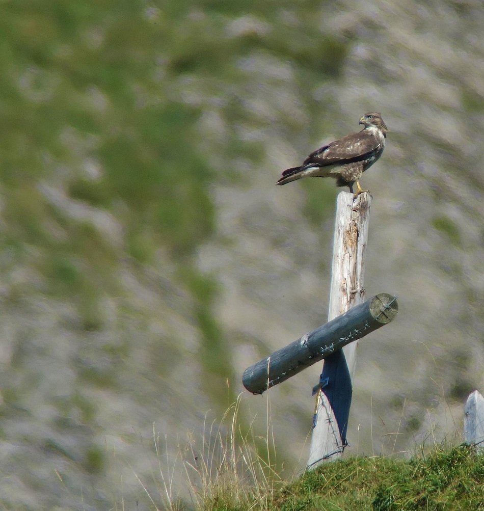 Mäusebussard