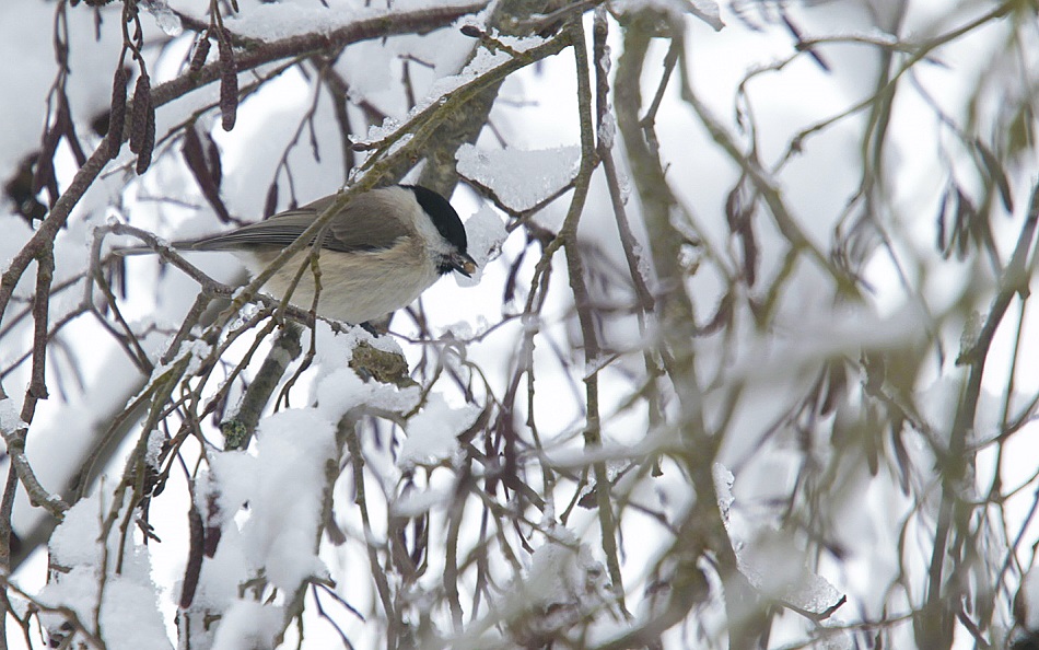 Sumpfmeise, Bennau, 02.2013