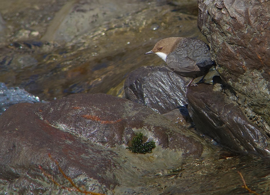 Wasseramsel