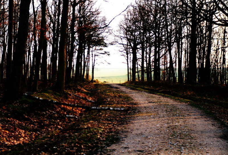 Le chemin du bois du pin coudé