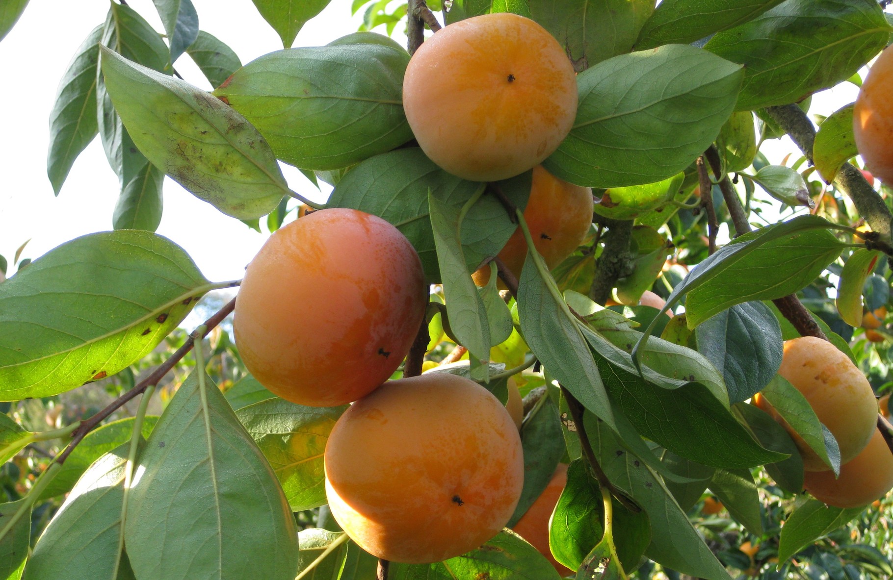 美味しい柿の販売！献上柿の里 飯田果樹園 柿ファーム飯田！献上柿の里 やさとの柿