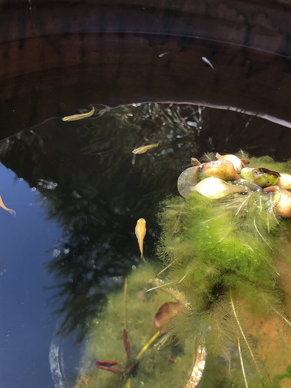 メダカといえば教室で飼っていましたよね。今はどうなんだろう