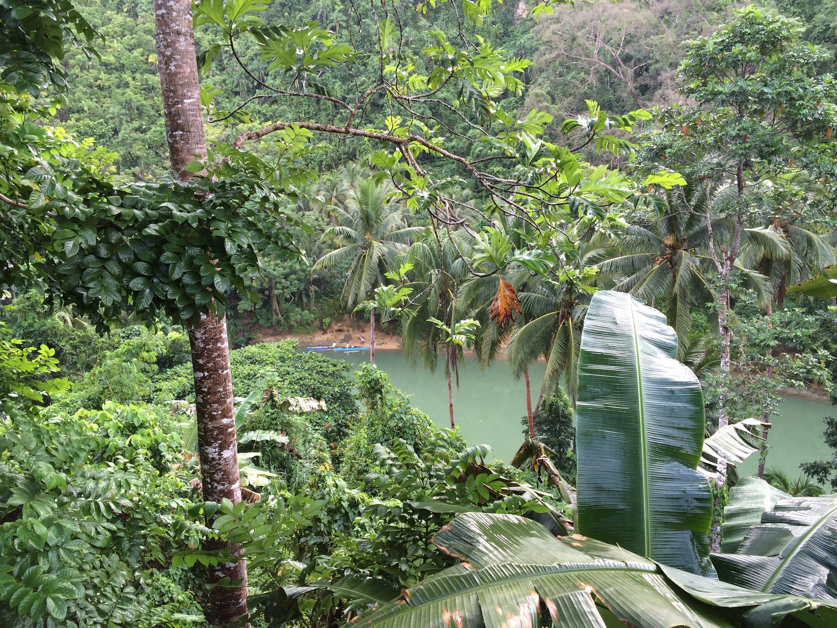 in the jungle. loboc river Bohol /Philippinen