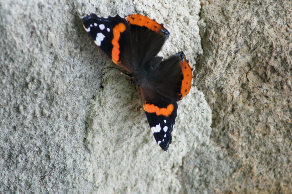 Papillon sur un mur de la maison.