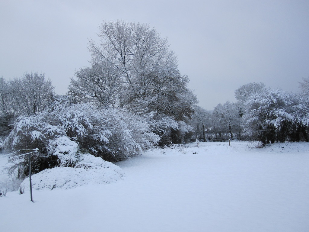 Le jardin sous la neige.