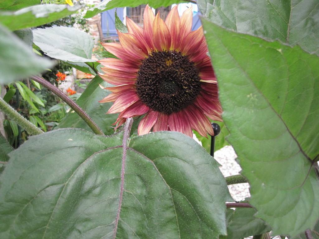 Tournesol pourpre.