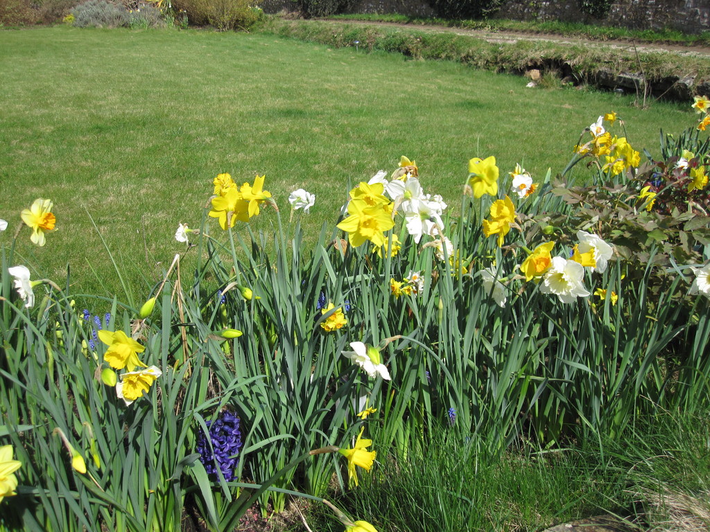 Les bulbes de printemps en fleur devant la maison.