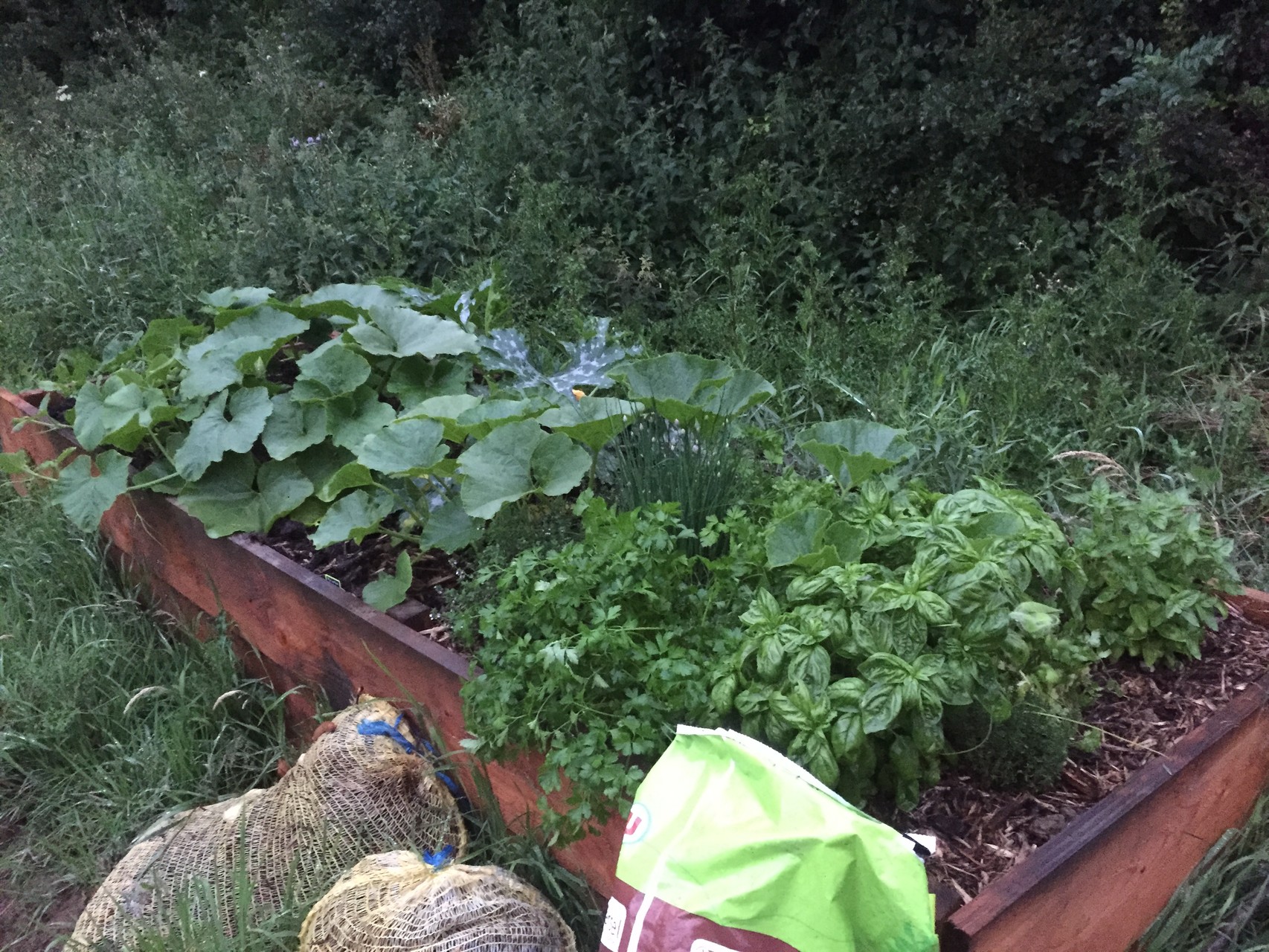 Bac en bois de 3m sur 1m avec des cucurbitacées et des plante aromatiques.