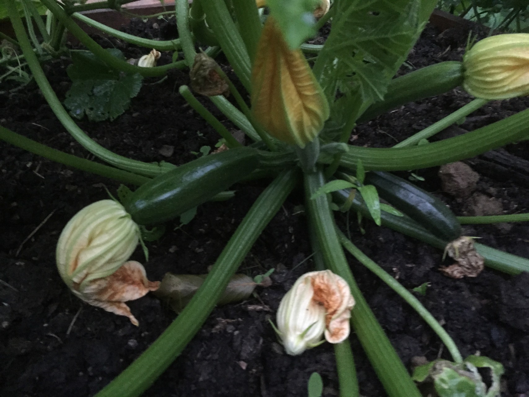 Courgettes.