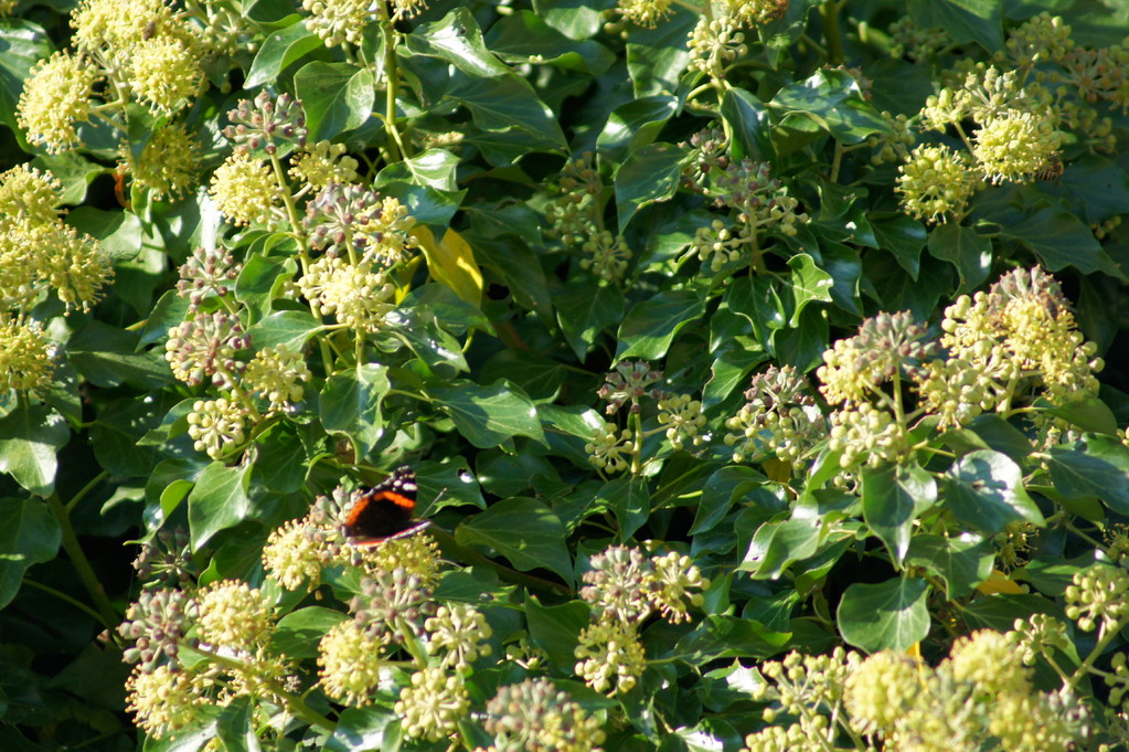 Papillon dans le lierre en fleurs.