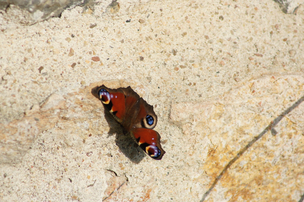 Papillon sur un mur de la maison.