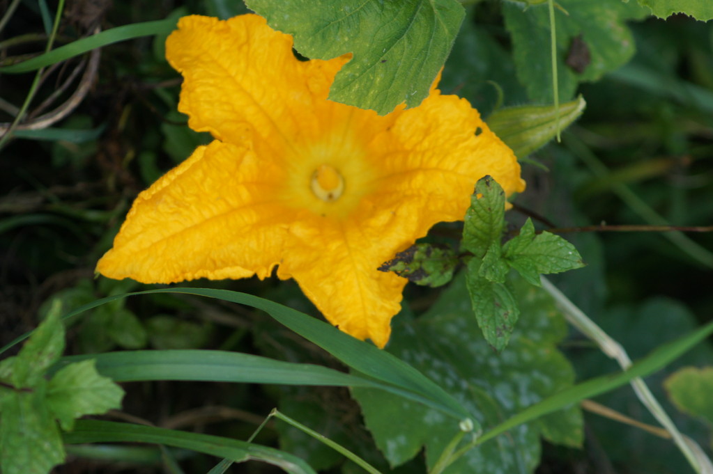 Fleur de courgette.