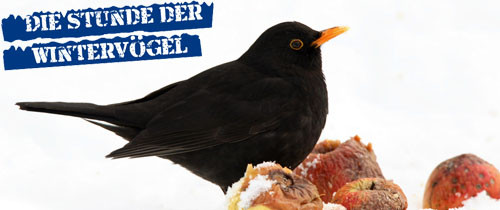 NAJU Stunde der Wintervögel