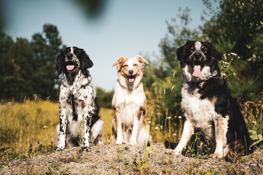 Urlaub mit Hund im Sauerland - Urlaub mit Kindern auf dem Bauernhof Köhne Urlaub mit Hund im Sauerland - Urlaub mit Kindern auf dem Bauernhof Köhne